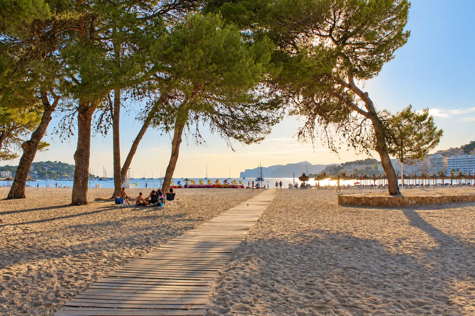 Pinienstrand im warmen Abendlicht